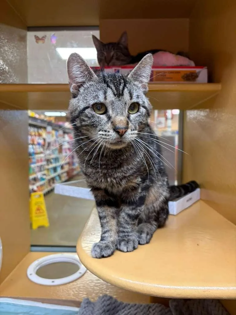 A young medium-sized male Domestic Short Hair cat named Skye for adoption in Brooklyn, NY