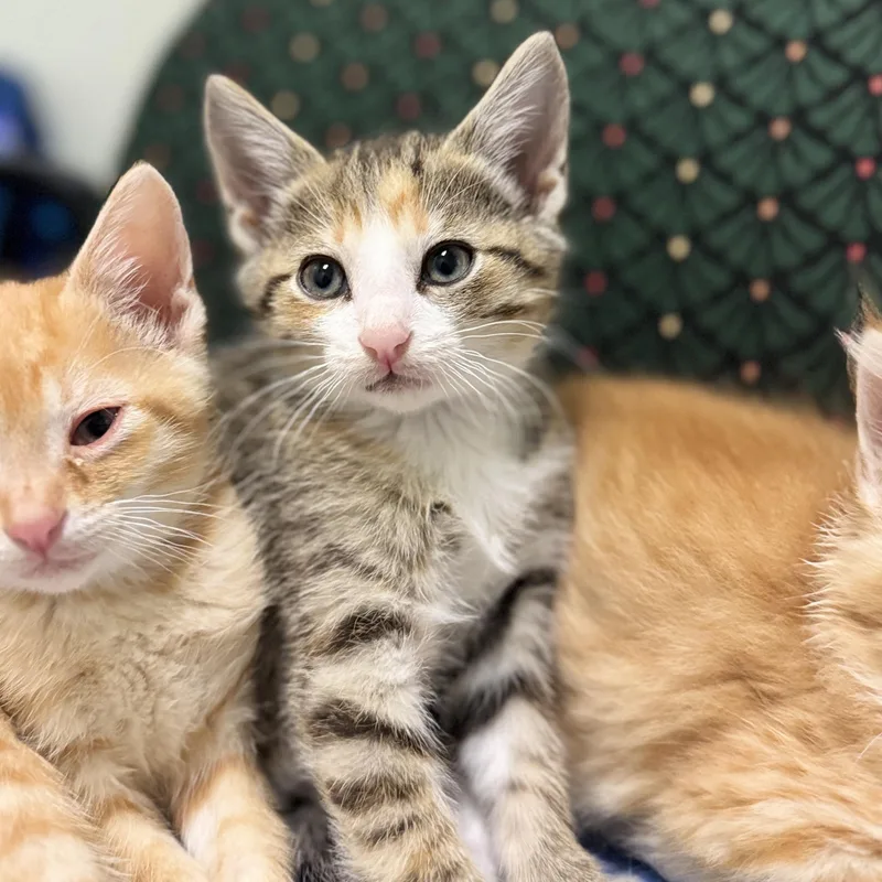 A baby medium-sized female Calico Domestic Short Hair cat named Anchovy for adoption in Dodgeville, WI