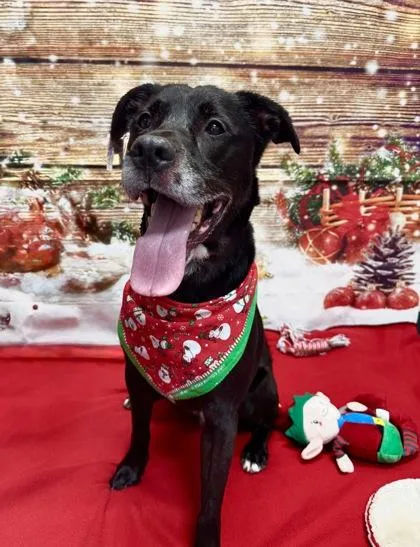 Morpheus thumbnail 3