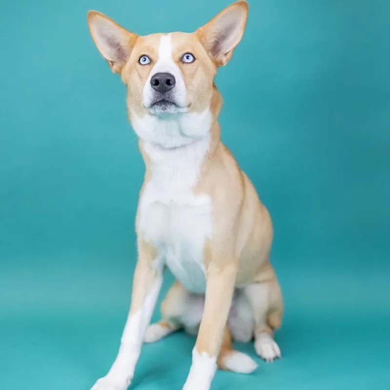 Nilla