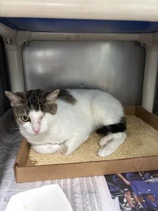 An adult small-sized female Domestic Short Hair cat named Dorothy for adoption in Madison, NJ
