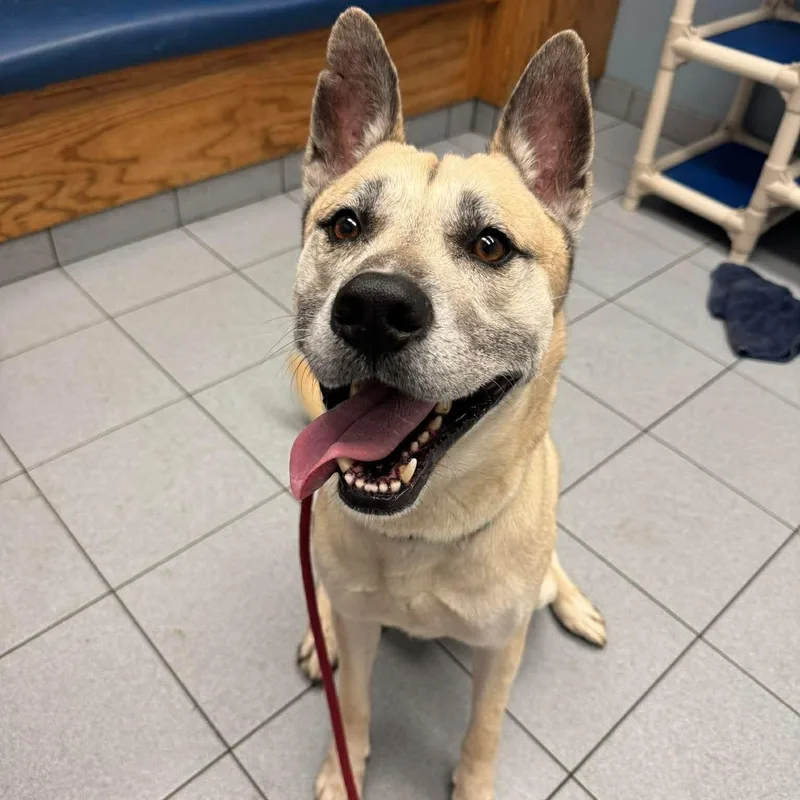 A young medium-sized male Yellow / Tan / Blond / Fawn Shepherd dog named Atari for adoption in Buffalo, NY
