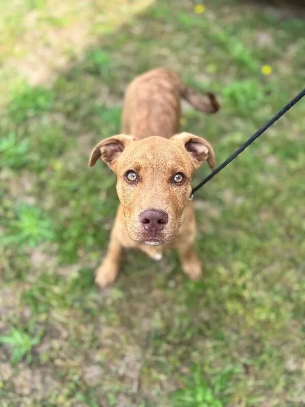 A baby medium-sized male Brindle Labrador Retriever dog named Jackson for adoption in Aiken, SC