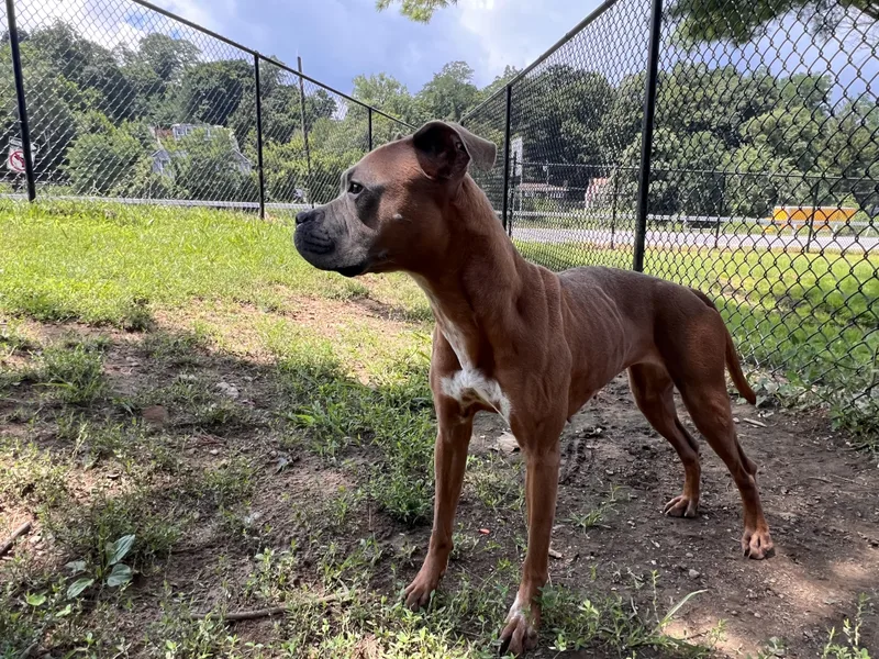 A young medium-sized female Brown / Chocolate Boxer dog named Nutella for adoption in Yonkers, NY