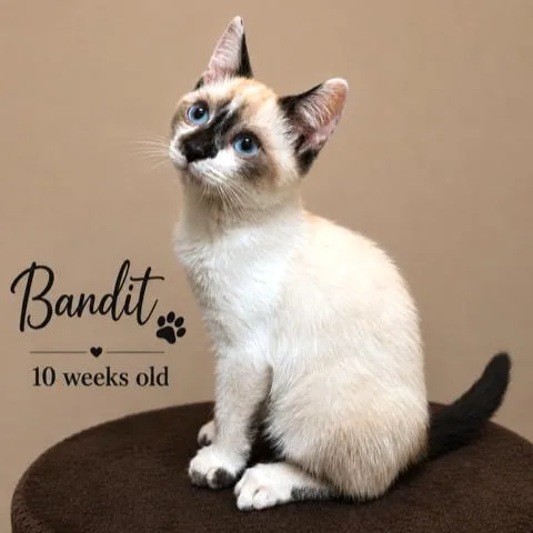 Bandit Amazing Snowshoe
