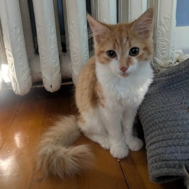 A young medium-sized male Orange & White Domestic Medium Hair cat named Pumpkin for adoption in Medfield, MA