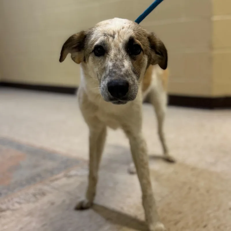 A young small-sized male Golden Cattle Dog dog named Richard Burton for adoption in Lucedale, MS