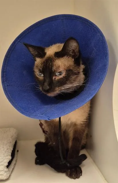 An adult small-sized male Siamese cat named Vinny for adoption in Lodi, CA