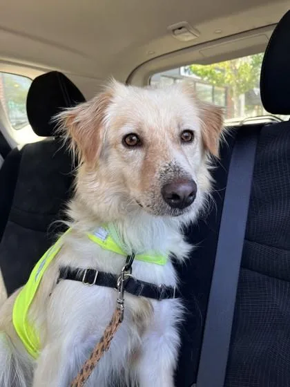 An adult medium-sized female Mixed Breed dog named Expresso for adoption in Madison, NJ