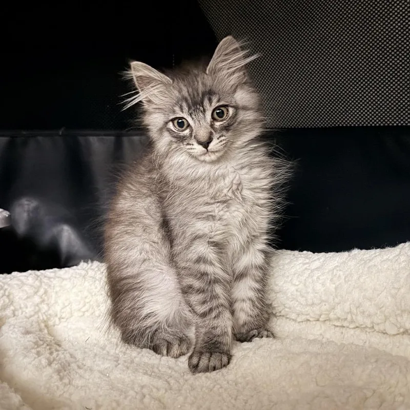 A baby small-sized male Domestic Medium Hair cat named Baby for adoption in Los Angeles, CA