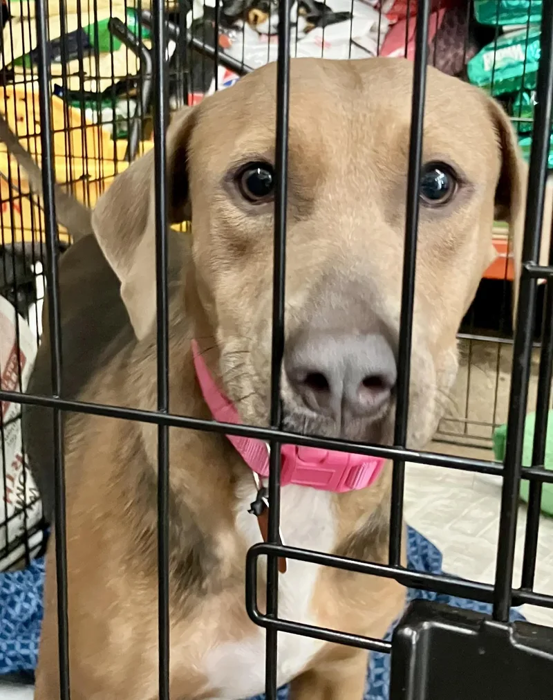 A young medium-sized female Yellow / Tan / Blond / Fawn Mixed Breed dog named Patty for adoption in Parma, OH