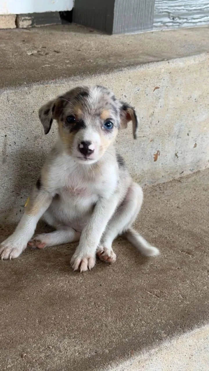 A baby small-sized female Merle (Blue) Chihuahua dog named Elsie for adoption in Tyler, TX