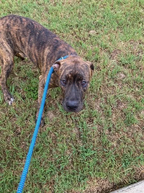 A baby large-sized female Mixed Breed dog named Trina for adoption in Dallas, TX