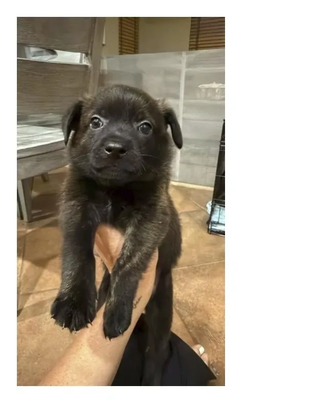 A baby small-sized male Belgian Shepherd / Malinois dog named Kion for adoption in Discovery Bay, CA