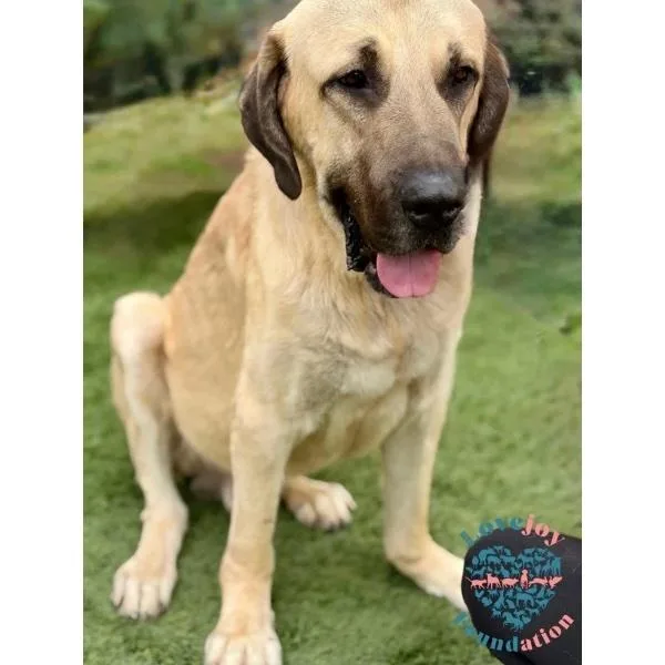 Triton Coh thumbnail 2