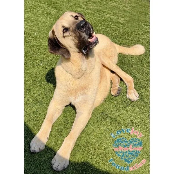 A young extra large-sized male Yellow / Tan / Blond / Fawn Anatolian Shepherd dog named Triton Coh for adoption in Inglewood, CA