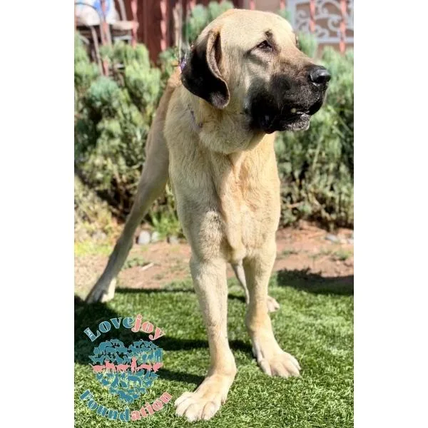 Triton Coh thumbnail 5