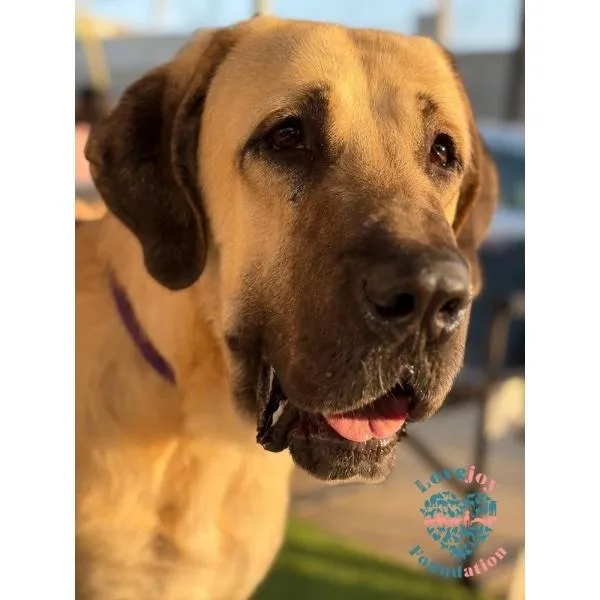 Triton Coh thumbnail 6