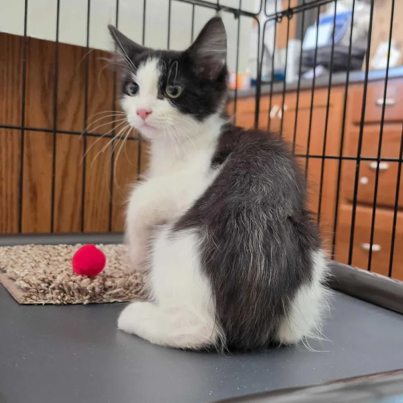 A baby small-sized male Domestic Short Hair cat named Sobble for adoption in Davenport, IA