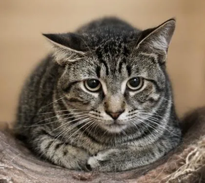A young small-sized male Domestic Short Hair cat named Dash for adoption in River Ridge, LA
