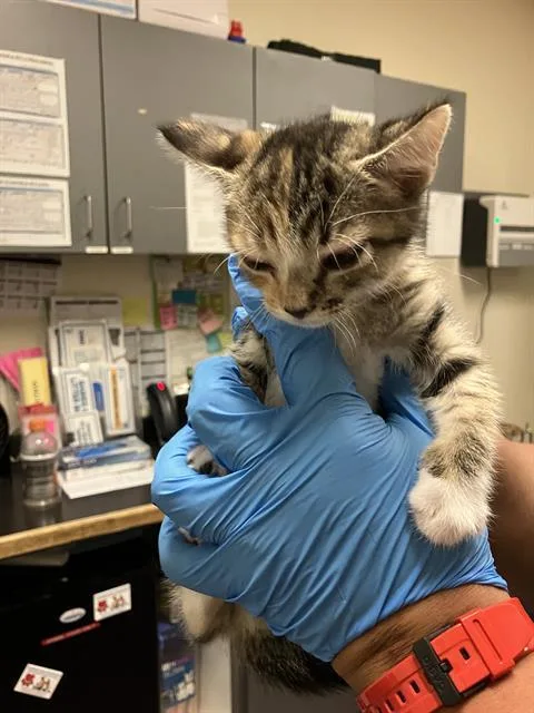 A baby small-sized female Domestic Short Hair cat named Jesse for adoption in Long Beach, CA
