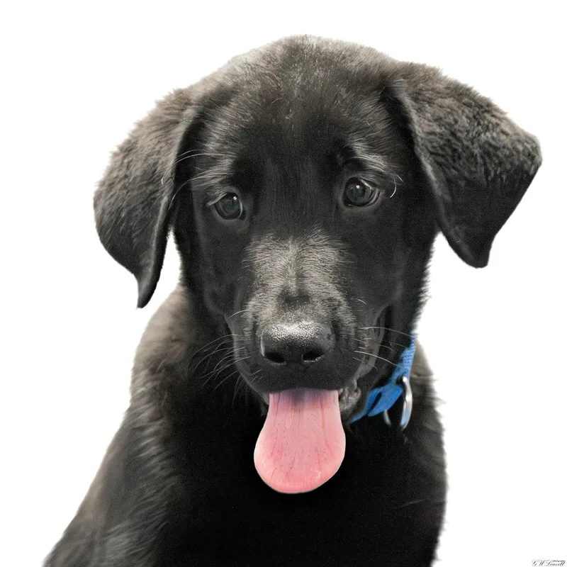 A baby medium-sized male Black Labrador Retriever dog named Nash for adoption in BONIFAY, FL
