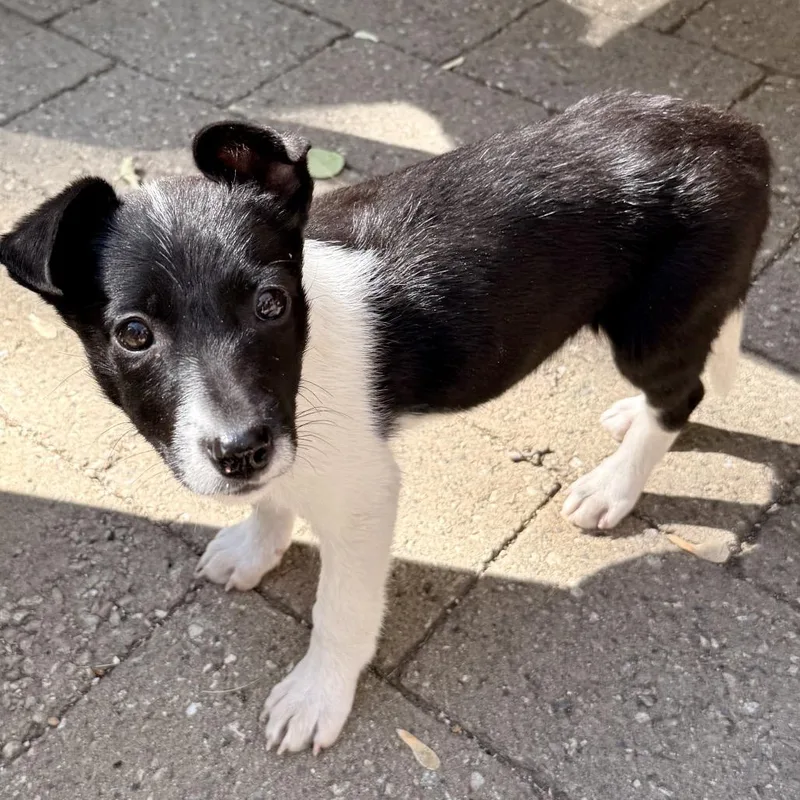 A baby small-sized female Mixed Breed dog named Louise for adoption in Hailey, ID