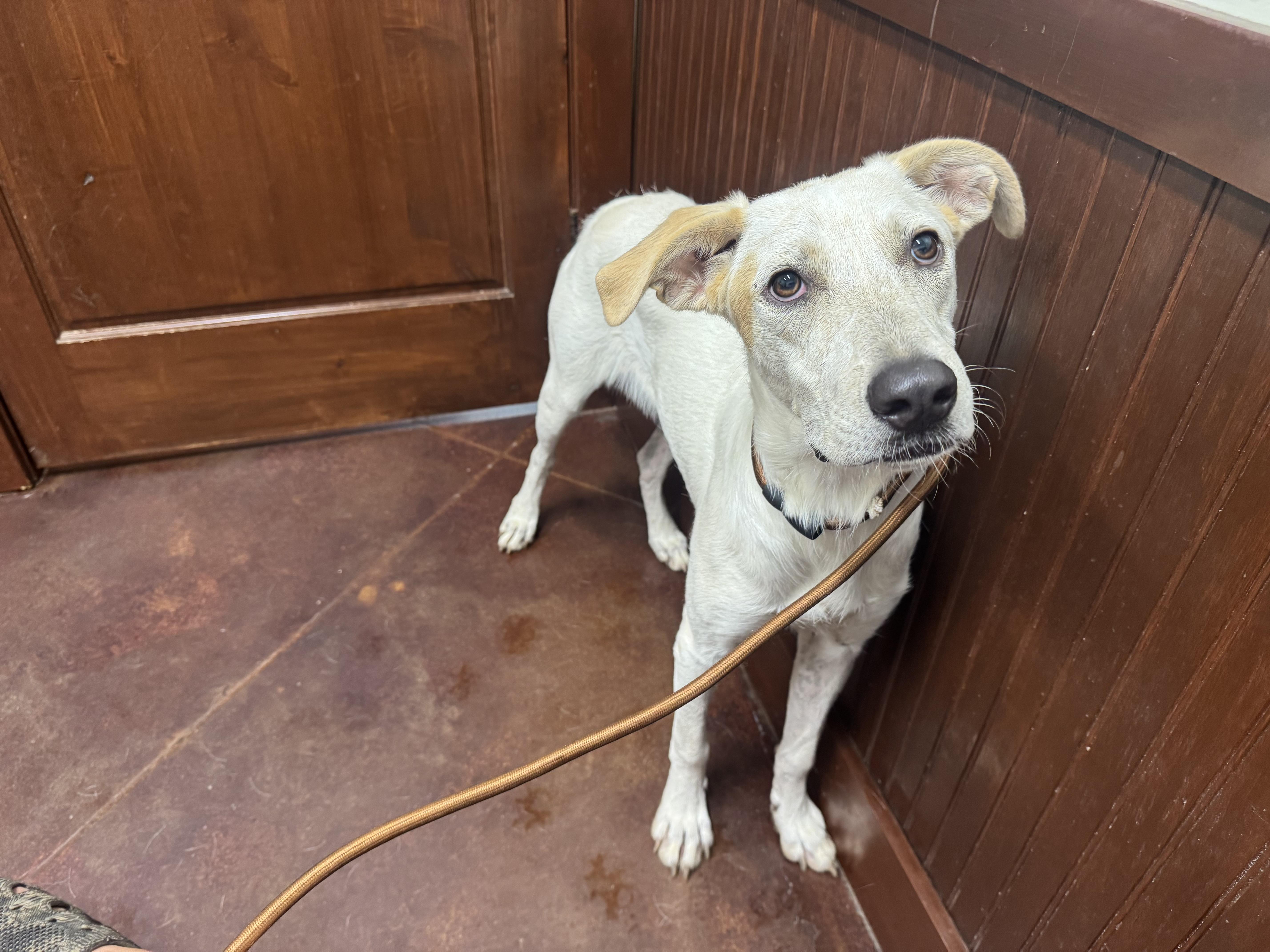 A young medium-sized male Labrador Retriever dog named John for adoption in Holly Springs, MS