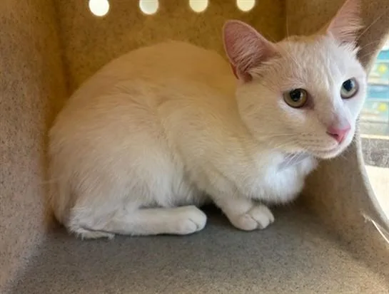 An adult medium-sized female Domestic Short Hair cat named Marie for adoption in Lancaster, CA
