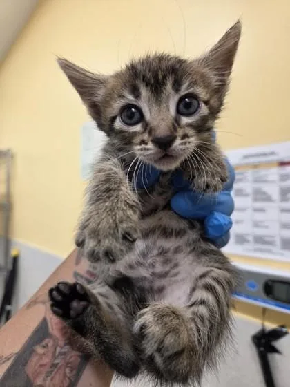 A baby small-sized female Domestic Short Hair cat named Cupcake for adoption in Honolulu, HI