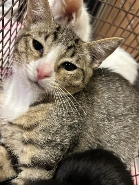 A baby small-sized female Domestic Short Hair cat named Lynx for adoption in Modesto, CA