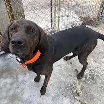A young large-sized female Bicolor Hound dog named Lady for adoption in Randolph Center, VT