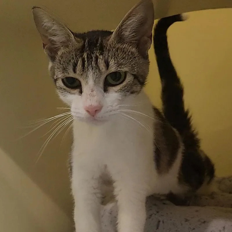 A young medium-sized female Tabby (Brown / Chocolate) Domestic Short Hair cat named Valentina for adoption in Charleston, SC