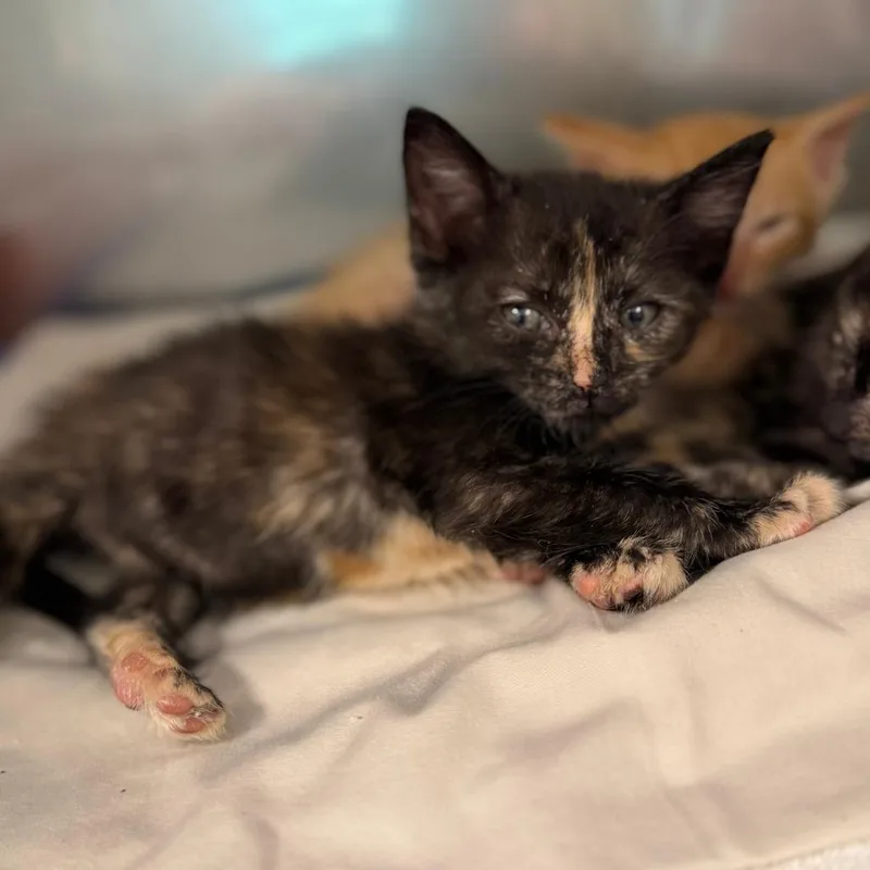 A baby small-sized female Tortoiseshell Domestic Short Hair cat named Cellie for adoption in Lake Panasoffkee, FL