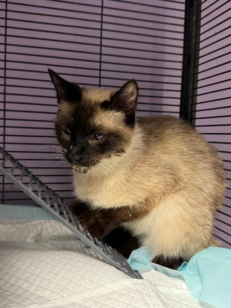 A young medium-sized female Domestic Short Hair cat named Sparkles for adoption in Johnson City, TN