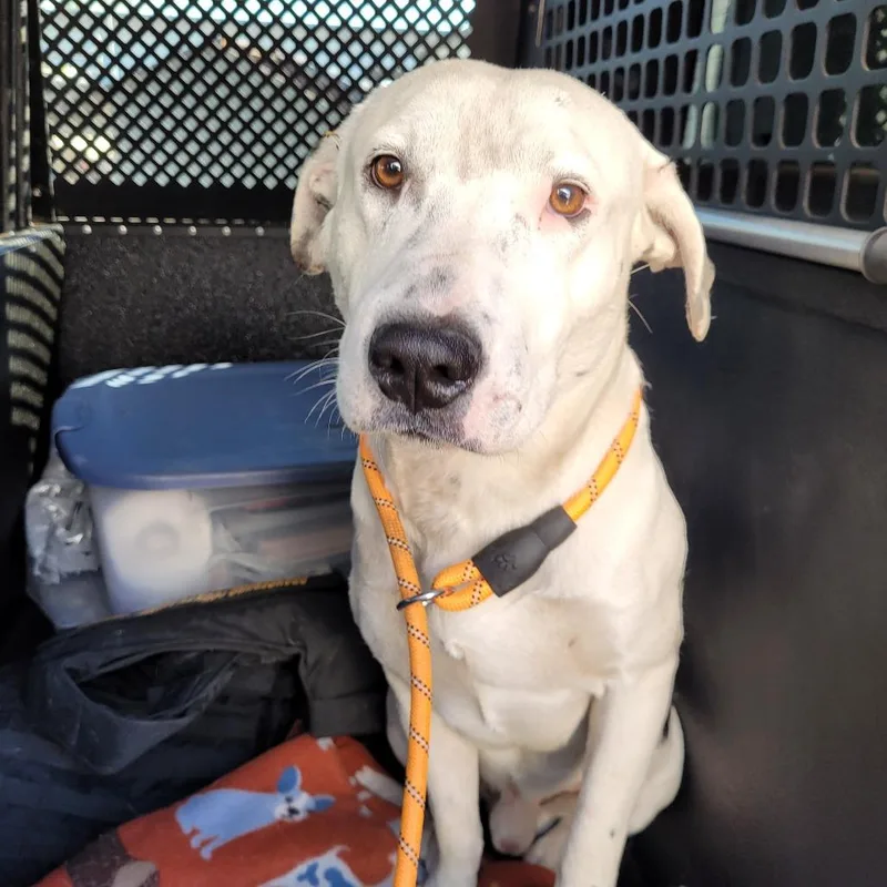 An adult large-sized male White / Cream Mixed Breed dog named Victor for adoption in Orangeburg, SC