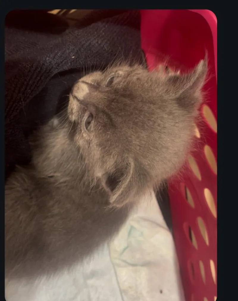A baby medium-sized male Domestic Medium Hair cat named Chipper for adoption in San Pedro, CA