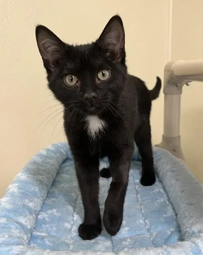 A young medium-sized female Black & White / Tuxedo Domestic Short Hair cat named Pepper for adoption in Cashiers, NC