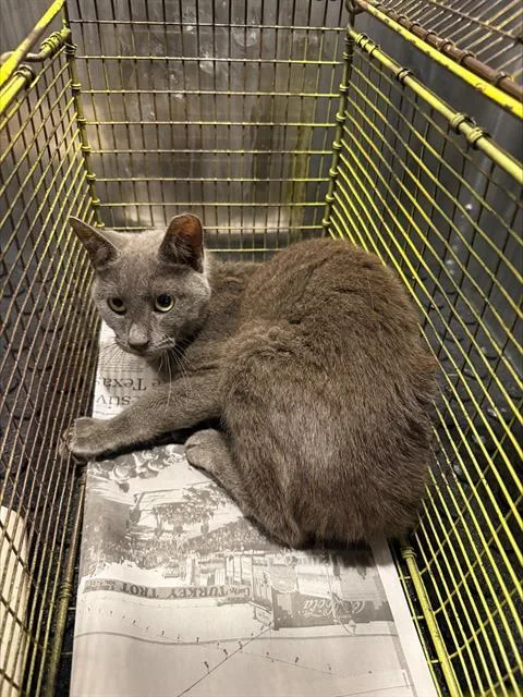 A young small-sized male Domestic Short Hair cat named Franklin for adoption in San Antonio, TX