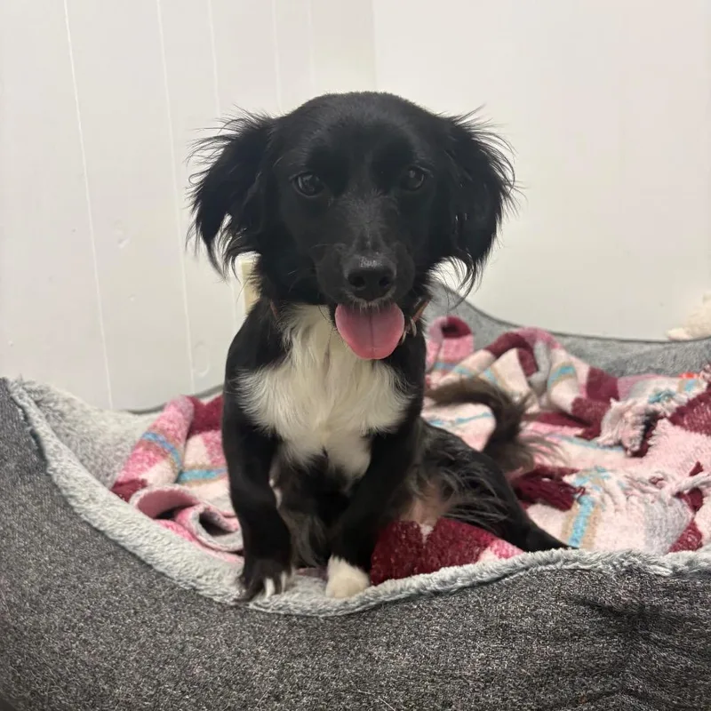 A young small-sized female Chihuahua dog named Mila for adoption in Santa Barbara, CA