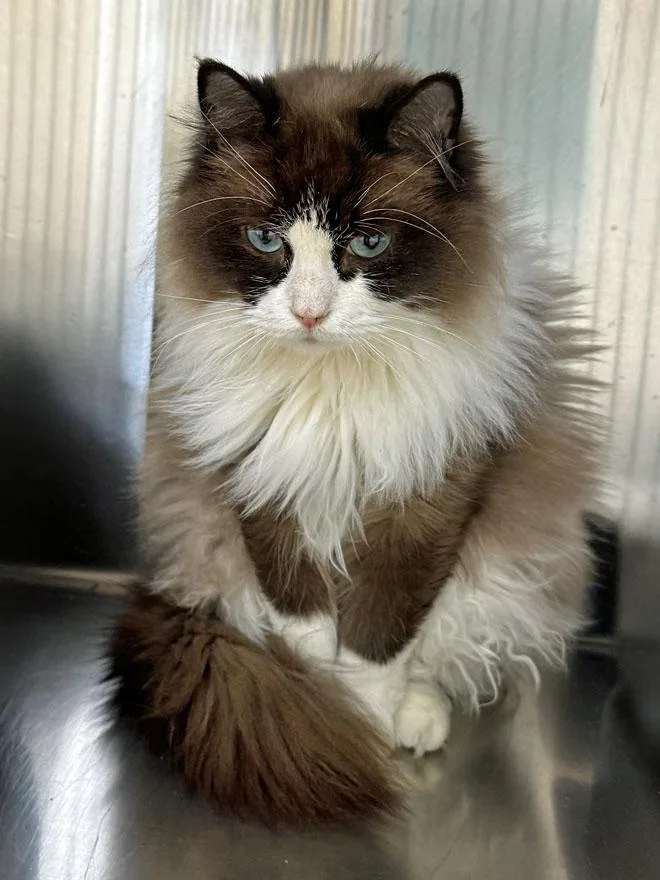 An adult large-sized female Ragdoll cat named Sassy & Sagan for adoption in East Falmouth, MA