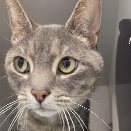 An adult large-sized male Domestic Short Hair cat named Tony for adoption in Voorhees, NJ