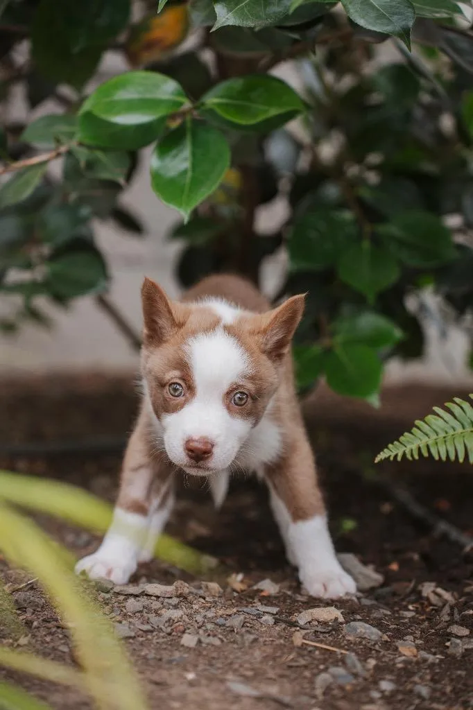 Koala thumbnail 2