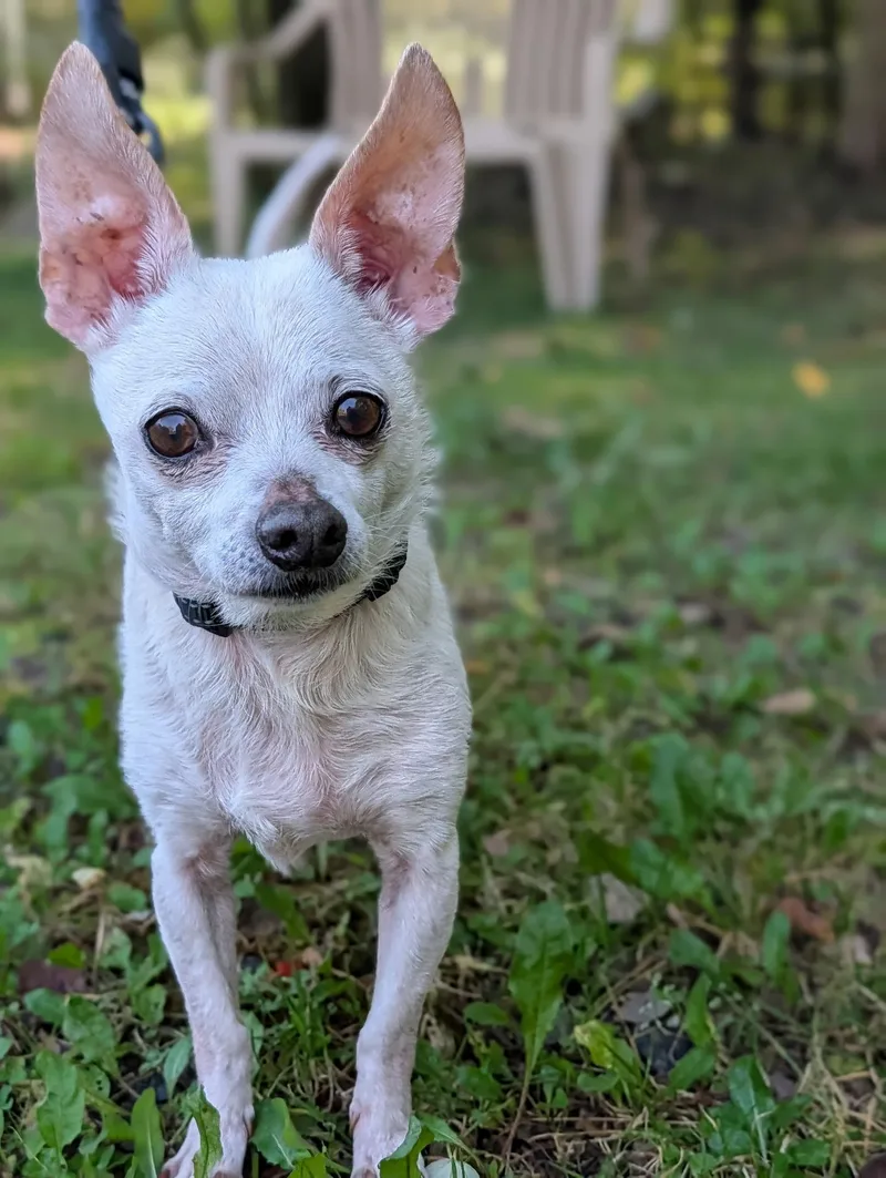 A senior small-sized male Chihuahua dog named Ghost for adoption in Sudbury, MA