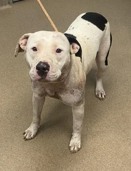 An adult large-sized female Mixed Breed dog named Pompey for adoption in Chamblee, GA