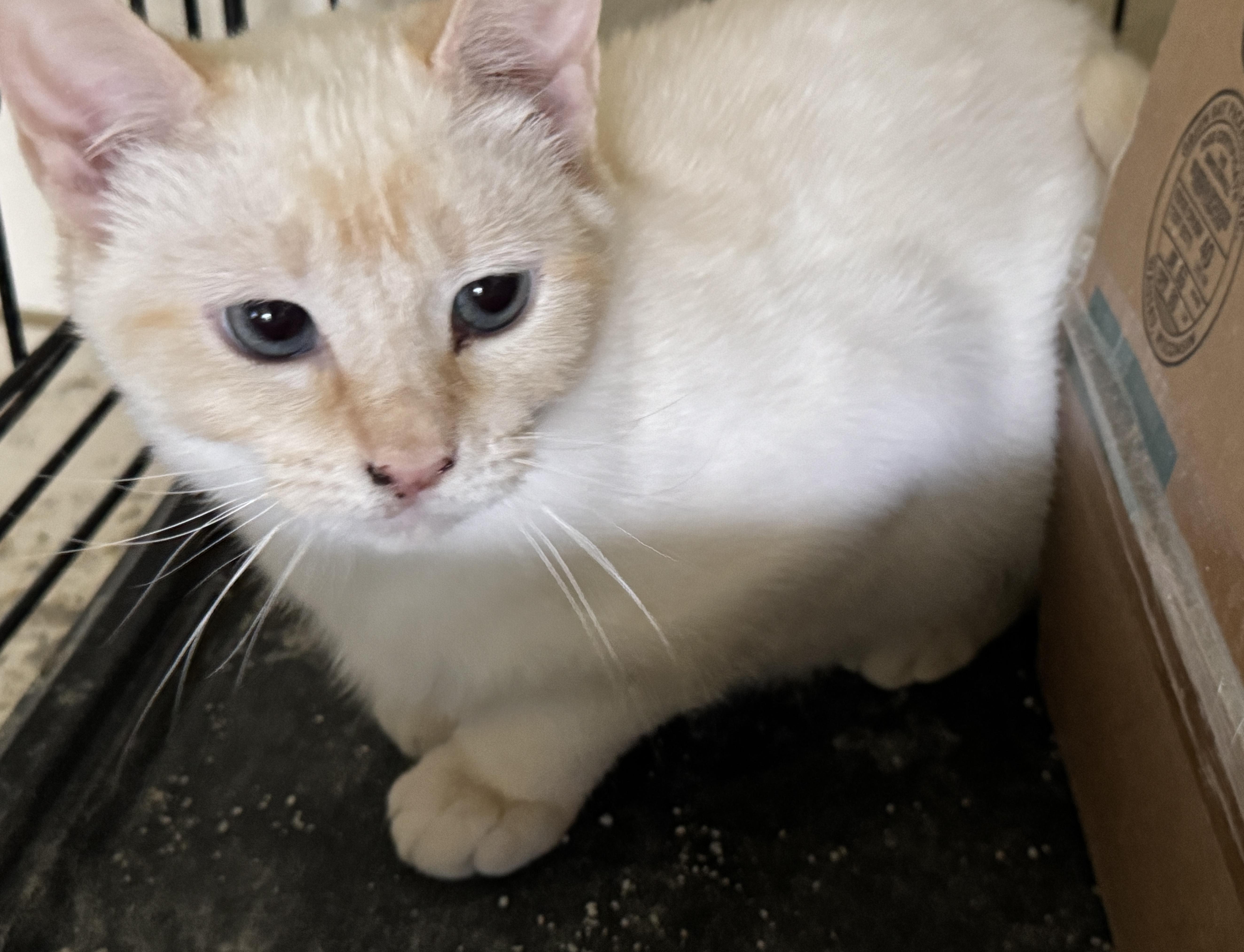 A young medium-sized female Dilute Calico cat named Amethyst for adoption in Pendleton, OR