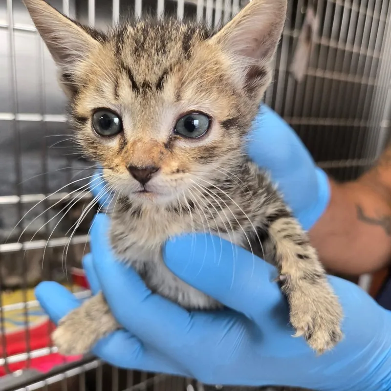 A baby small-sized female Black Domestic Short Hair cat named Matcha for adoption in Newark, NJ