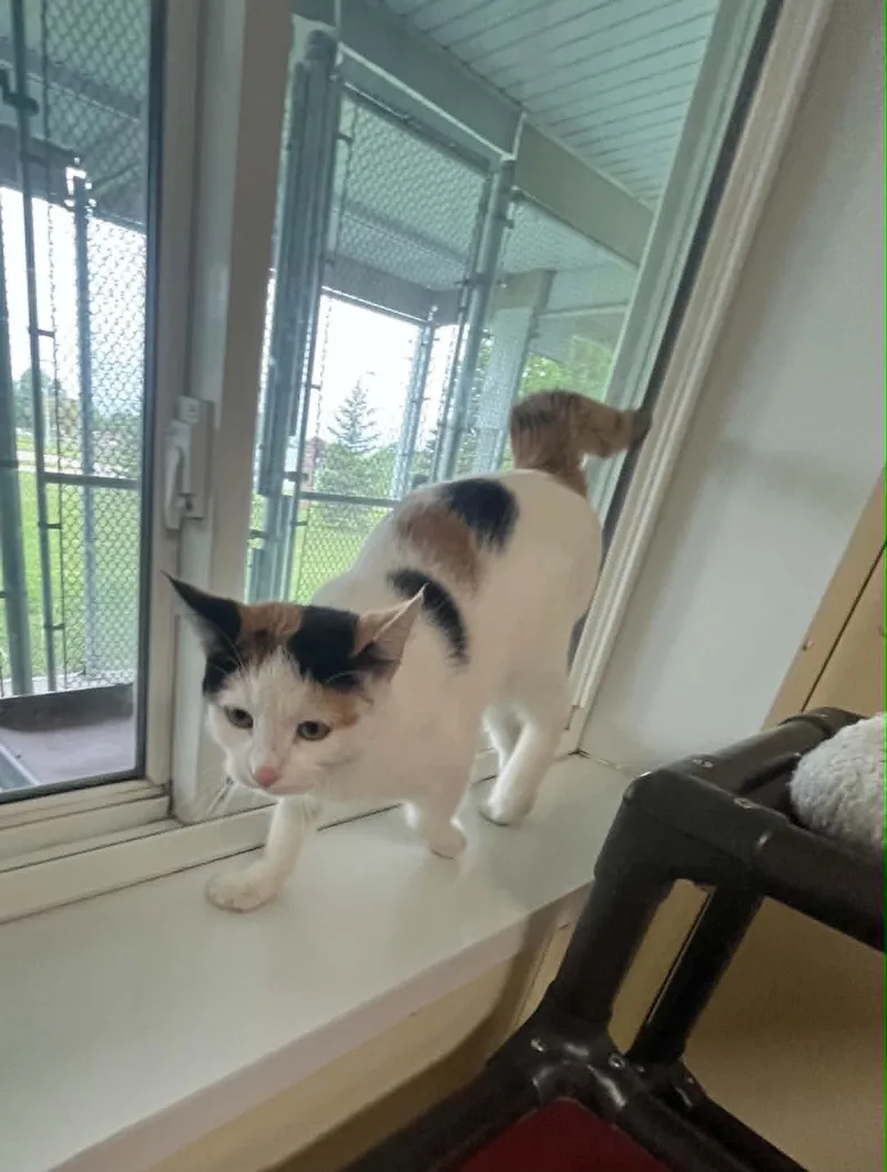An adult medium-sized female Calico cat named Star for adoption in Austin, MN