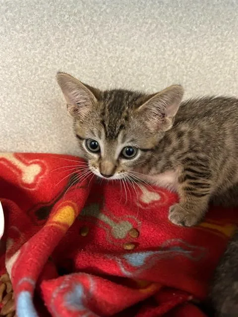 A baby medium-sized female Domestic Long Hair cat named Katara for adoption in Dallas, TX