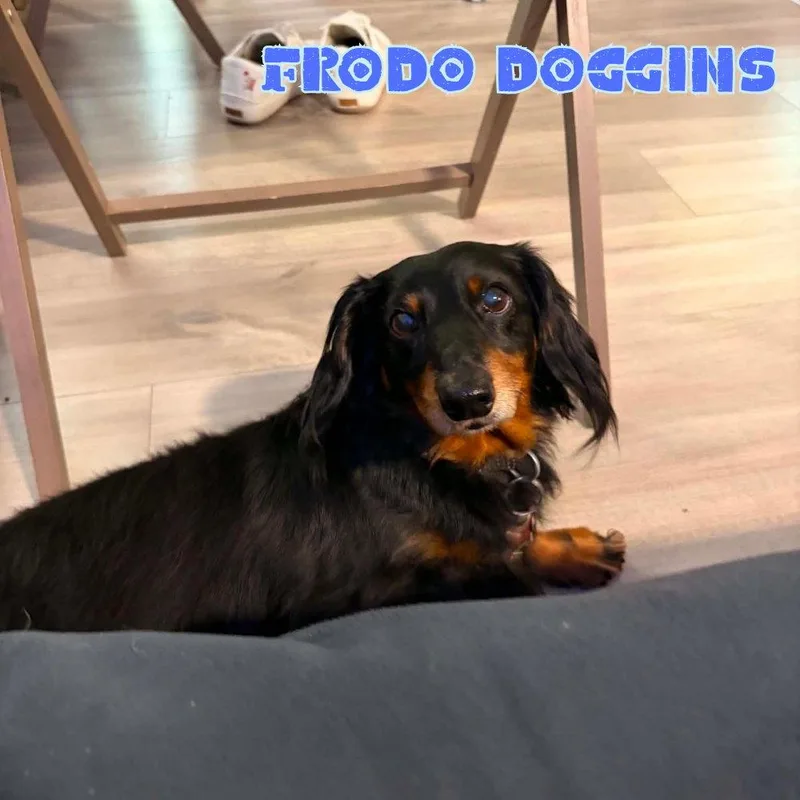 Frodo Doggins